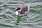 A closeup of an Eared Grebe swimming in the sea.    White Rock BC Canada