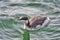 A closeup of an Eared Grebe swimming in the sea.    White Rock BC Canada