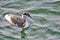 A closeup of an Eared Grebe swimming in the sea.    White Rock BC Canada