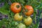 Closeup of `Early Girl` tomatoes growing in a garden, both ripe and unripe
