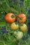 Closeup of `Early Girl` tomatoes growing in a garden, both ripe and unripe