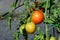 Closeup of `Early Girl` tomatoes growing in a garden, both ripe and unripe