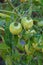 Closeup of `Early Girl` tomatoes growing in a garden, green and unripe