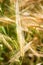 Closeup of ears of golden wheat