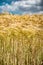 Closeup of ears of golden wheat