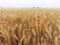 Closeup ears of ripe golden wheat. In the background a field of grain, horizon and a sky