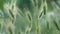 Closeup of ears of wild cereal crops at daylight sway in wind. Sunlit decorative green grass.