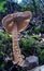 Closeup of Earthy Powdercap mushroom growing in the wood