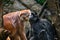 Closeup of East Javan langurs on trees in a zoo with a blurred background