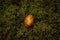 Closeup of an easter egg on the grass with a spider shape sticker on it