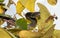 Closeup of an Eastern Coachwhip snake hiding among leaves