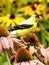 Closeup Eastern Gold Finch Feeding on a Coneflower