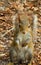 Closeup Eastern Gray Squirrel on Hind Legs in DeLand Florida