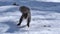 Closeup of an eastern gray squirrel (Sciurus carolinensis) on the snow in New Brighton, Minnesota