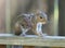 Closeup of a Eastern Gray Squirrel with Three Large  Bot Fly Warbles on It`s Shoulder