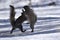 Closeup of eastern gray squirrels (Sciurus carolinensis) on the snow in New Brighton, Minnesota