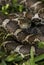 Closeup of an eastern milk snake