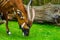 Closeup of a eastern mountain bongo grazing and eating grass, critically endangered animal specie from Africa