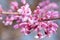 Closeup of Eastern Redbud flowers