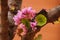 Closeup of Eastern Redbud tree in spring,Greece.