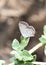 Closeup of an Eastern Tailed-Blue Butterfly resting on a leaf