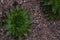 Closeup of Echeveria albicans, Echeveria elegans, Echeveria nodulosa, desert succulent plant