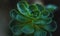 Closeup of an Echeveria subsessilis with raindrops on it on a dark blurry background