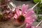 Closeup of an echinacea flower next to a bottle of tincture