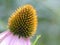 Closeup of an Echinacea Flower`s Center Corolla and Stigma