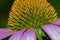 Closeup echinacea flower with stamen and pistil