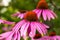 Closeup echinacea flowers