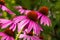 Closeup echinacea flowers