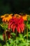 closeup of a Echinacea Hot Papaya flower head