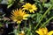 Closeup of echiniacea in full bloom during later summer