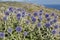 Closeup Echinops plant