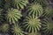 Closeup of Echinopsis calochlora cacti