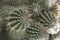 Closeup of Echinopsis leucantha cacti