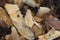 Closeup ecological disaster, wood brown chips instead of forest