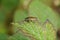 Closeup on an Ectobius sylvestris, Forest cockroach sitting on top of leaf