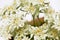 Closeup of edelweiss flowers in a circle