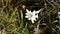 Closeup of an Edelweiss surrounded by grass