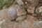 Closeup on an edible escargot snail, Helix pomatia on a stone