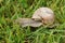 Closeup on an edible escargot snail, Helix pomatia in the wed grass