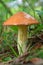 Closeup edible mushroom growing