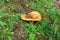 Closeup edible mushroom growing