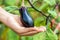 Closeup eggplant on hand in organic farm.