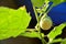 Closeup of eggplant, solanum laciniatum. Fresh eggplant on plant