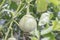 Closeup of eggplants or solanum laciniatum.Fresh eggplant on plant.Agriculture,Plant,Nature Photo.
