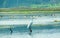 Closeup of a Egret heron Ardea alba, a common species of milky white water bird adorned with buff plumes, spotted in a wetland