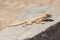 Closeup of egyptian desert agama lizard on a rock